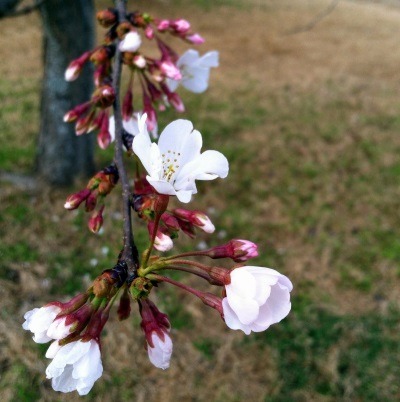cherry bloom