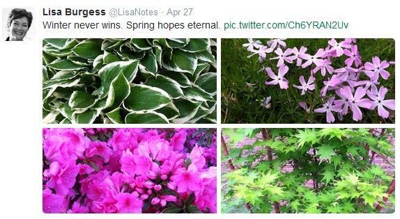 twitter-spring-collage