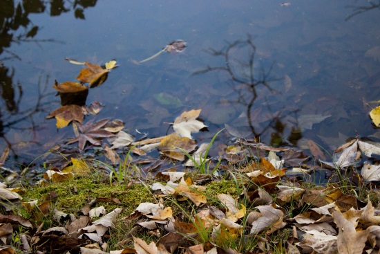 leaves-on-water