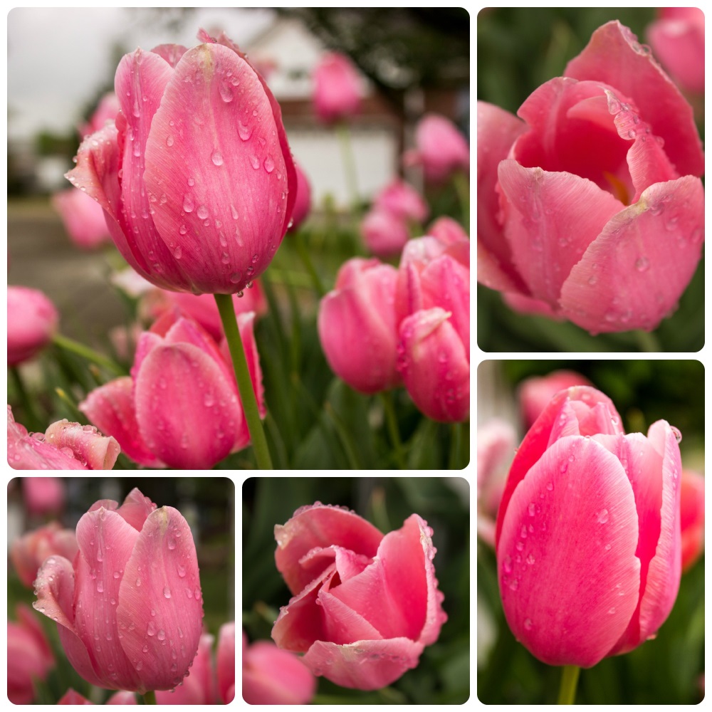 my-tulips-2015