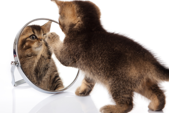 mirror-cat