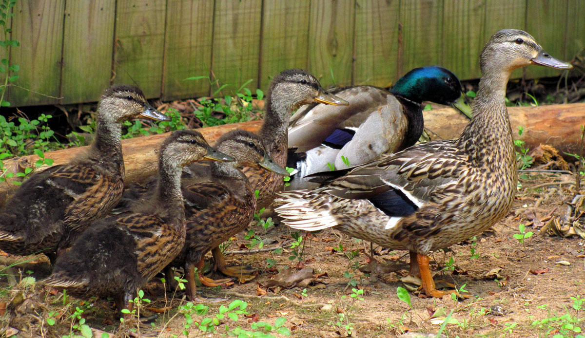 Ducklings Loading Just Get Moving