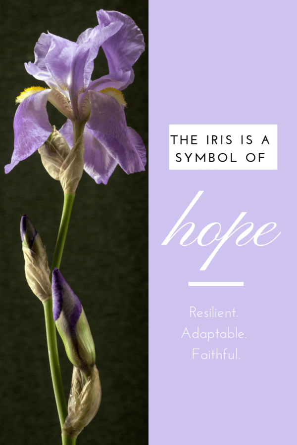 Iris Meaning, Symbolism of Iris Flowers