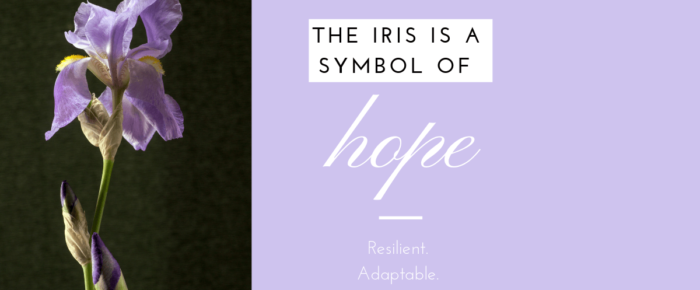 Are You Like an Iris? There’s Hope