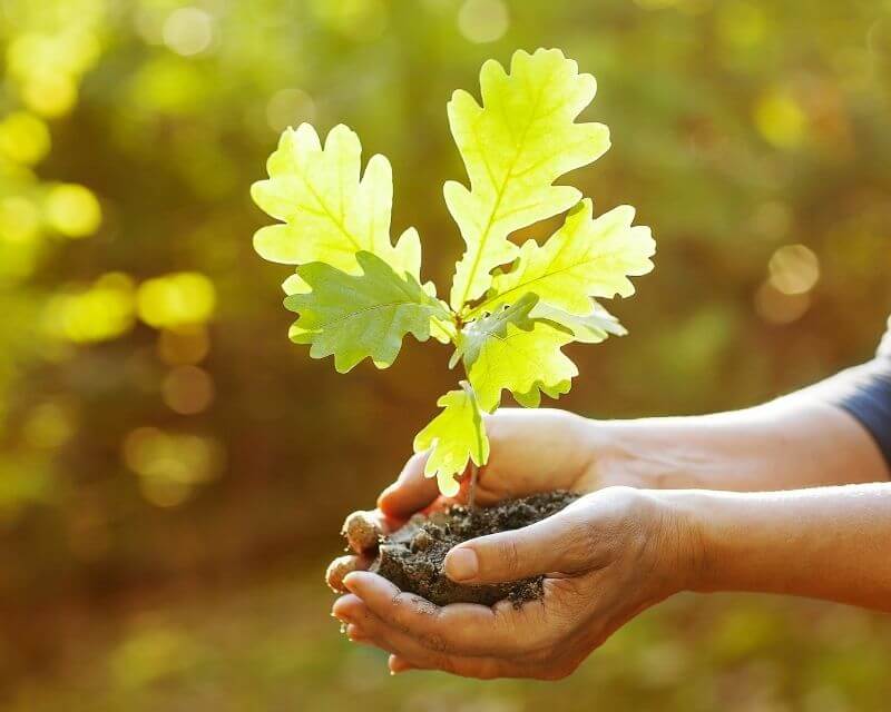 Hands holding acorns and a small oak tree indicating the beginning of a story