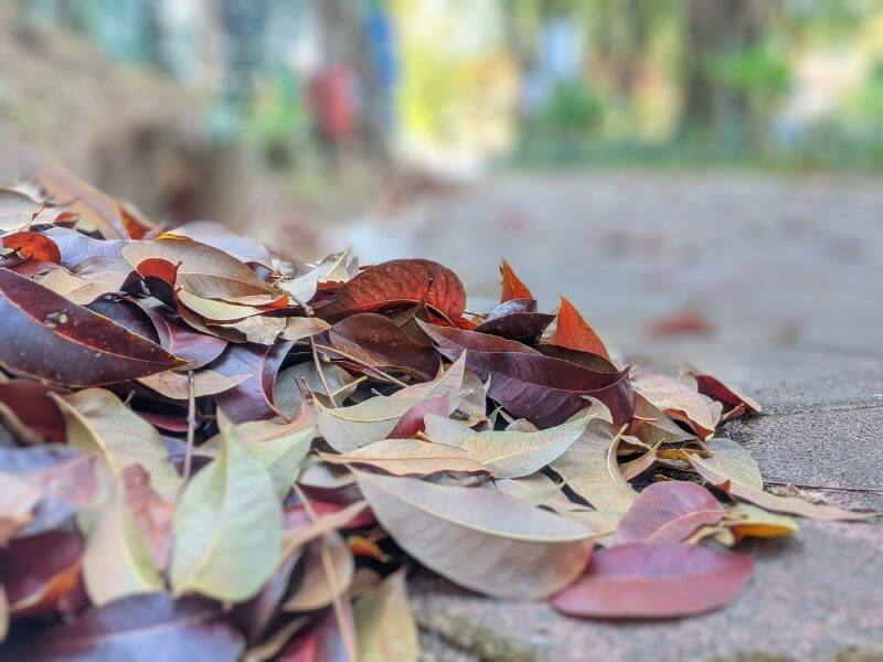 Close-up of leaves shifted by wind on a neighborhood sidewalk