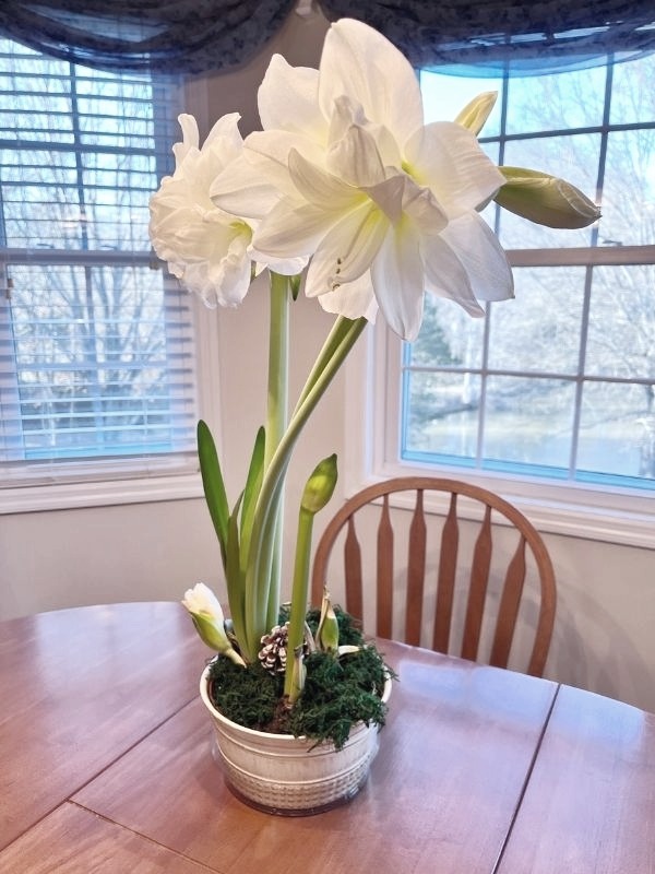 Amaryllis plant continuing to bloom indoors, symbolizing noticing small shifts