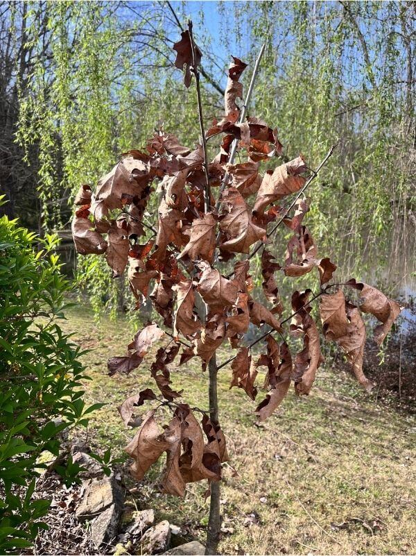 Marcescent oak leaves still clinging to branches in early spring
